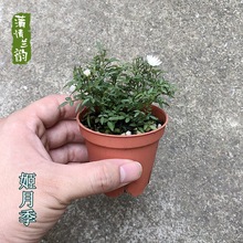 姬月季迷你月季玫瑰 办公桌微型盆景小盆栽绿植花卉