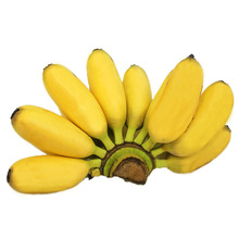 新鲜小米蕉香蕉banana当季水果应季小米焦批发直发一件代发