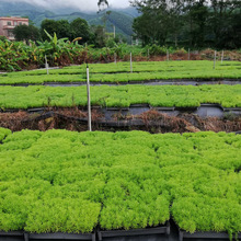 基地直销 佛甲草 佛甲草苗 屋顶绿化佛甲草草坪 盆栽降温隔热批发