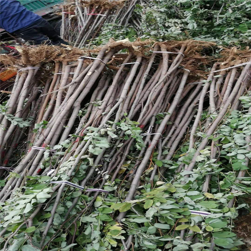 刺槐树苗出售 1-3公分刺槐红花槐树苗 行道护坡防护绿化用-阿里巴巴