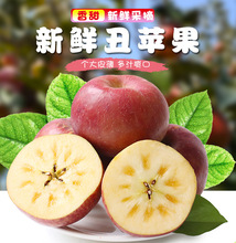 现货凉山丑苹果应季新鲜水果特产甜脆苹果9斤大果红苹果一件代发