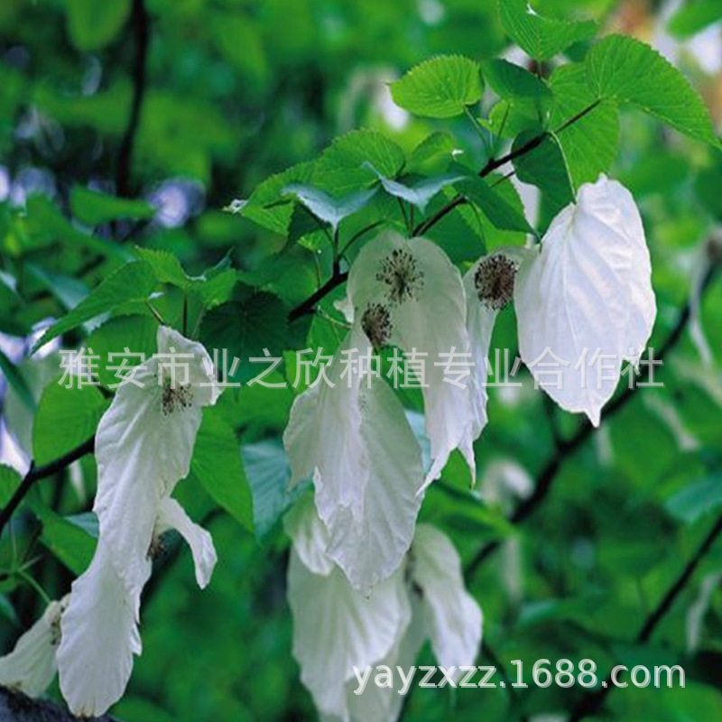 基地直销珙桐鸽子花树苗别墅庭院观赏植物珍稀名贵绿植盆栽水梨子