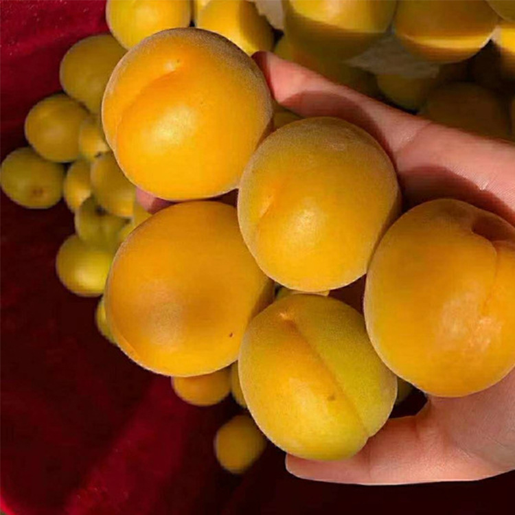 出售嫁接杏树苗珍珠油杏荷兰香蜜苗现挖现卖3公分杏树