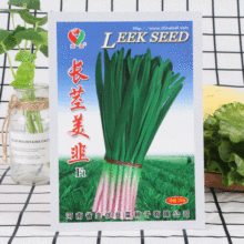 长茎美韭韭菜种子叶宽肥厚蔬菜种子250g装红根韭菜种子批发