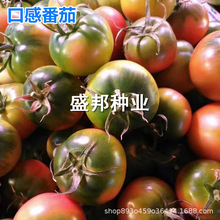 小草莓番茄  大草莓西红柿 绿腚番茄  口感番茄 口感柿子