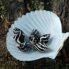 黄麦螺 天然海螺贝壳 水族箱造景婚礼地台装饰 多肉微景观0.5-1cm