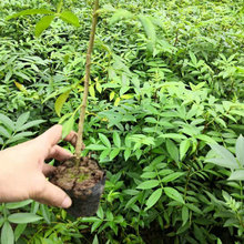 基地批发花椒杯苗袋装花椒苗九叶青狮子头