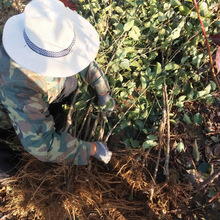 基地批发维纳斯黄金苹果苗 南方北方种植庭院中秋苹果苗当年结果