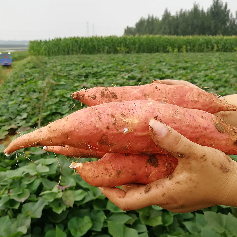 烟薯25号红心地瓜甜流油烤地瓜烤红薯宝宝辅食甜蜜薯红薯沙地地瓜