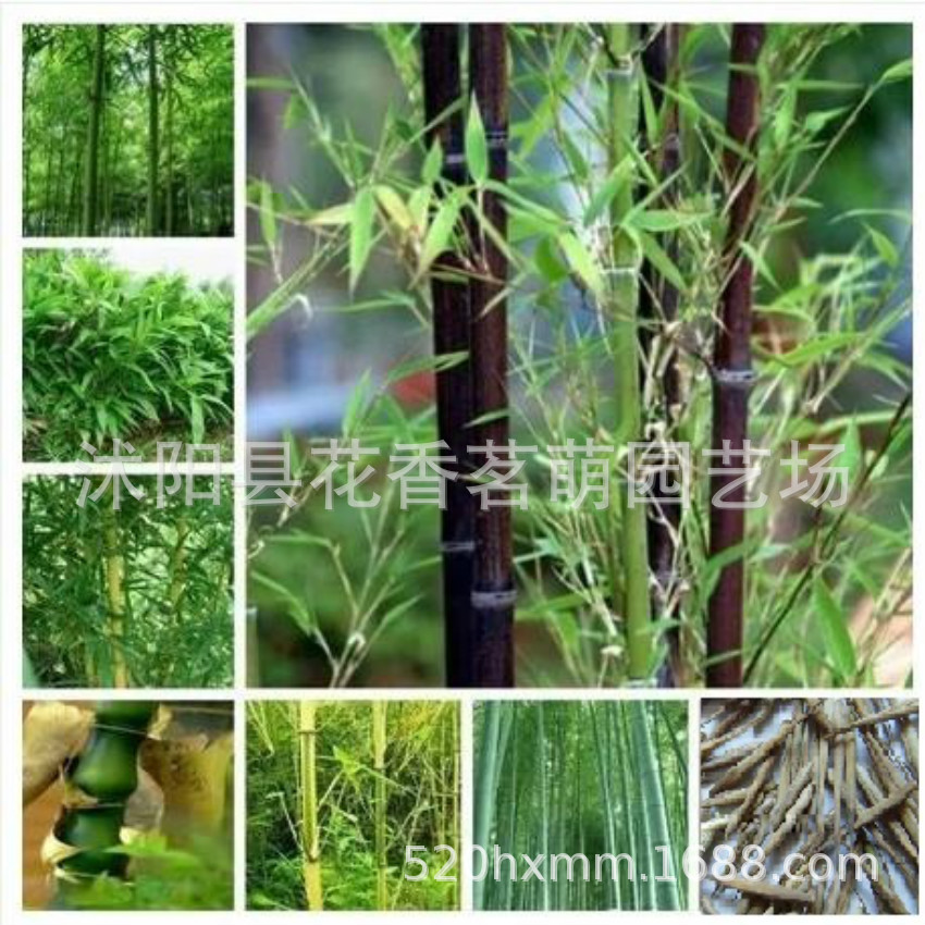 供应刚竹 紫竹 金镶玉竹 毛竹种子 新种子 各种竹种子 竹笋 造林