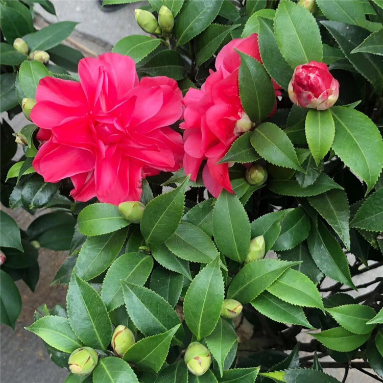 盆栽花迪斯茶花 红迪斯茶花 160杯迪斯茶花50-65公分高-阿里巴巴