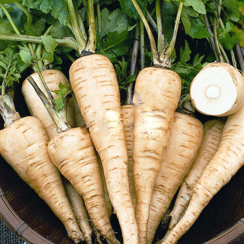 【欧洲防风种子】特种欧独活美洲防风种籽欧独活欧洲萝卜蔬菜种孑