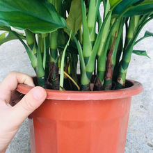 水培万年青盆栽植物四季常青客厅室内万年青土培花卉绿植一件代发