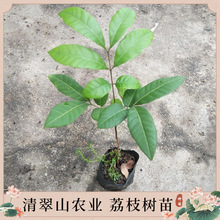 苗圃直供优质荔枝苗庭院盆栽花卉室内观叶植物四季常青南北方种植