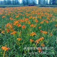 批发萱草种子 萱草 大花萱草种子 大花萱草是百合科 萱草属多年生