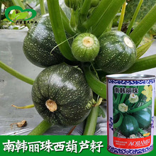 南韩丽珠圆西葫芦种子 农田菜园基地种深绿圆西葫芦蔬菜籽