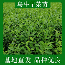 乌牛早茶苗 乌牛早茶叶苗 龙井绿茶苗浙江茶苗 早茶绿茶树 茶苗