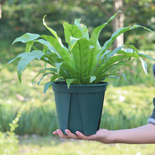 日本进口青山盆 控根盆塑料花盆加仑盆月季铁线莲种植盆加仑花盆