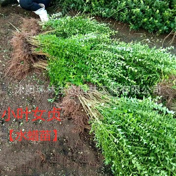 小叶女贞苗木 耐寒观叶耐旱植物绿化工程色块常用绿植