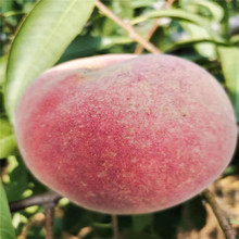 映霜红桃树苗基地 当年结果1-3年好管理量桃树苗 易管理桃树苗