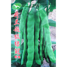 台湾引进扁芸豆种子种籽菜豆 荷兰超级绿冠 油豆 绿扁豆 早熟高产