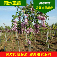 现苗垂枝丁香嫁接苗独杆垂丝丁香辽宁园林绿化树苗垂吊丁香花基地