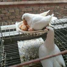 幼崽小鸽子厂家 哪里有批发鸽子白羽王种鸽价格 景区观赏小幼鸽