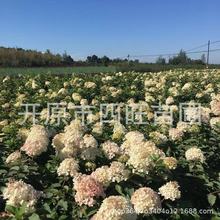 春季供应耐寒丛生八仙花 大花水桠木 木绣球 片植花海品种