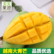 产地货源 越南大青芒9斤金煌大果大个芒果当季水果 批发一件代发