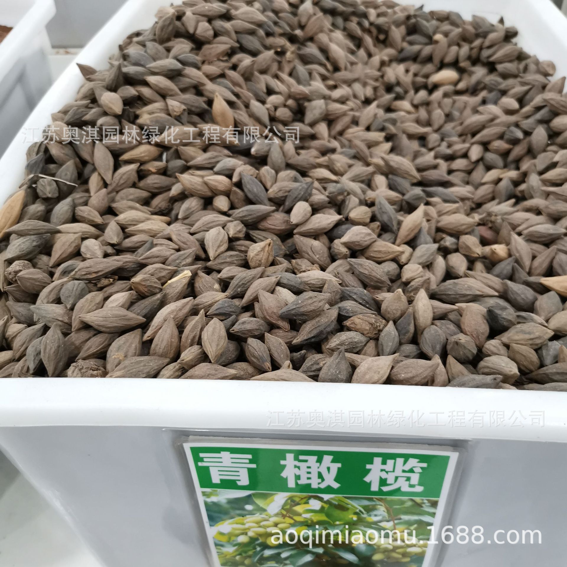精选散装种子青橄榄种子青果种子黄榄山榄白榄 量大优惠 货到付款