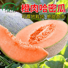 甜瓜王子梦想哈密瓜种子 超甜网纹四季香瓜 春季香甜种籽孑水果
