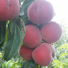 长期种植出售早熟桃树品种春桃树诚信经营桃树苗