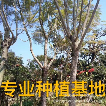 福建蓝花楹价格 批发重庆行道树蓝花楹  四川云南蓝花楹树报价