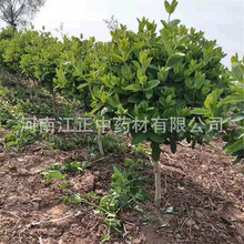 河南中药材基地 金银花苗 种植金银花树苗