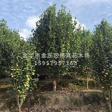 基地批发 赤丹茶花小树 绿化树 盆栽花卉 五色茶花