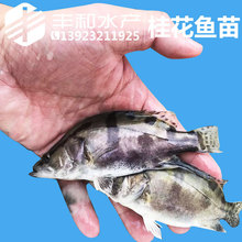 2024饲料鳜鱼苗 桂花鱼苗 鳜鱼苗 桂鱼苗翘嘴桂鱼苗淡水鱼苗批发