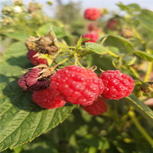 双季红树莓苗现挖现卖根系发达可那北方种植树莓苗挂果率高树莓苗