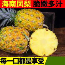 【海南金钻凤梨17号】当季现摘非手撕凤梨非菠萝9斤新鲜水果代发