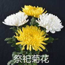 【清明菊花】清明节扫墓祭祖  昆明基地直批 黄色白色菊花