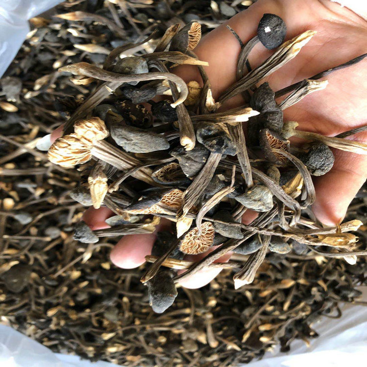鸡枞菌黑皮鸡枞菌小黑皮鸡枞 工鸡枞 云南特产食用菌批发一手货源