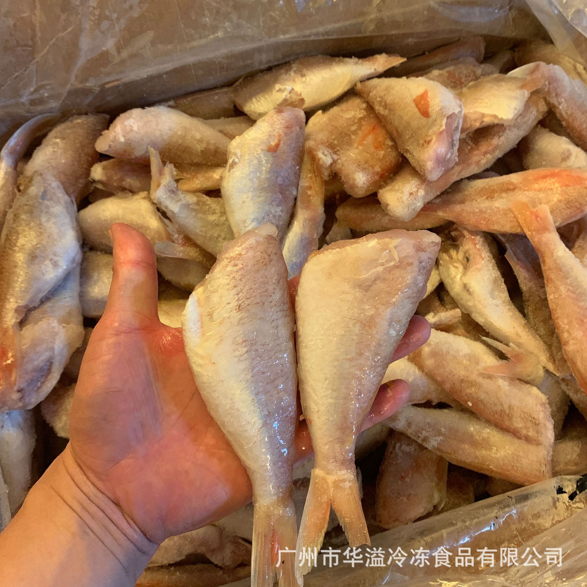 速冻去头红三鱼 红衫鱼 带冰衣20斤/件 冷冻去头金线鱼红三鱼