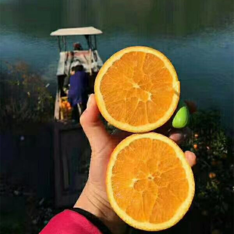 【秭归纽荷尔脐橙甜橙】当季新鲜甜橙非赣南脐橙9斤新鲜水果代发