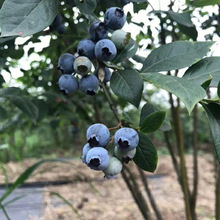 云南新鲜蓝莓蓝莓2盒起大果当季新鲜蓝莓当季水果宝宝辅食