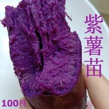 基地批发紫薯苗新品成活率高口感糯甜鲜食薯型美观紫地瓜苗