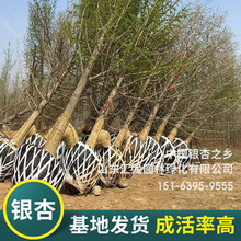中国银杏之乡批发3-60公分银杏树 基地种植大量现货白果树银杏树