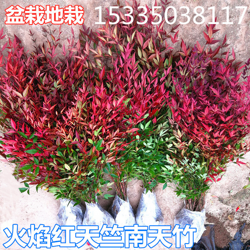 红天竹苗 南天竹苗 庭院观赏植物 红叶植物 盆栽竹子