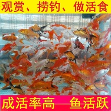 冷水鱼淡水观赏鱼日本锦鲤蝴蝶鲤金鱼和金小型淡水好养红鲤鱼纯种