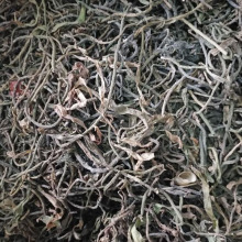 苦草种籽纯籽小龙虾蟹养殖鱼塘四季矮生短叶水草苗扁担草种子