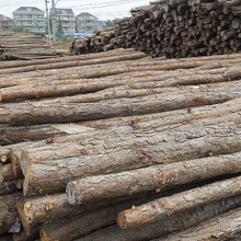 供应各种桩木 松木桩 广州木桩厂家 松木桩批发 护堤木桩厂家