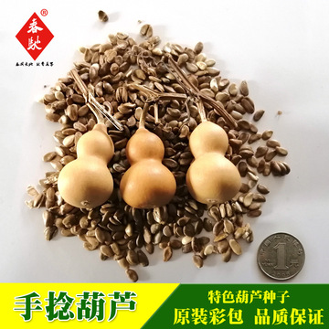 批发手捻葫芦种子 5粒 美国文玩小葫芦 微型观赏葫芦特色蔬果种籽